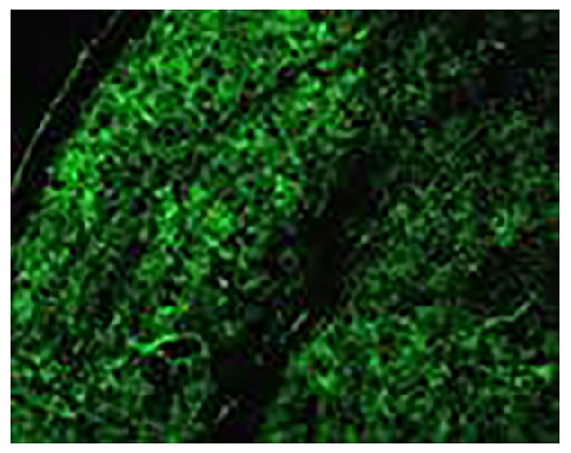 Connexin 30 Antibody in Immunohistochemistry (Paraffin) (IHC (P))