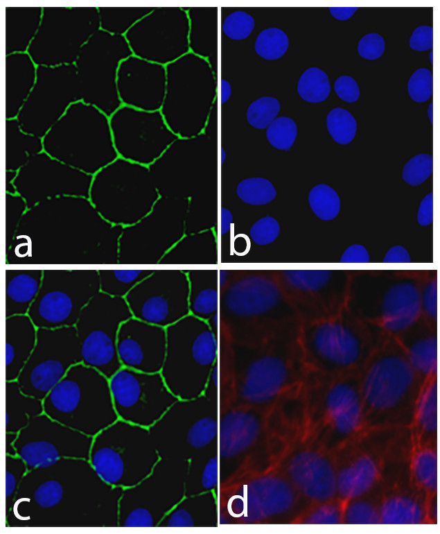 Connexin 30 Antibody in Immunocytochemistry (ICC/IF)