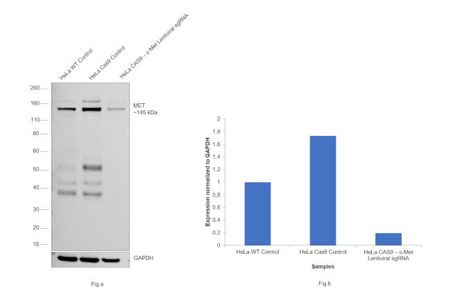 c-Met Antibody