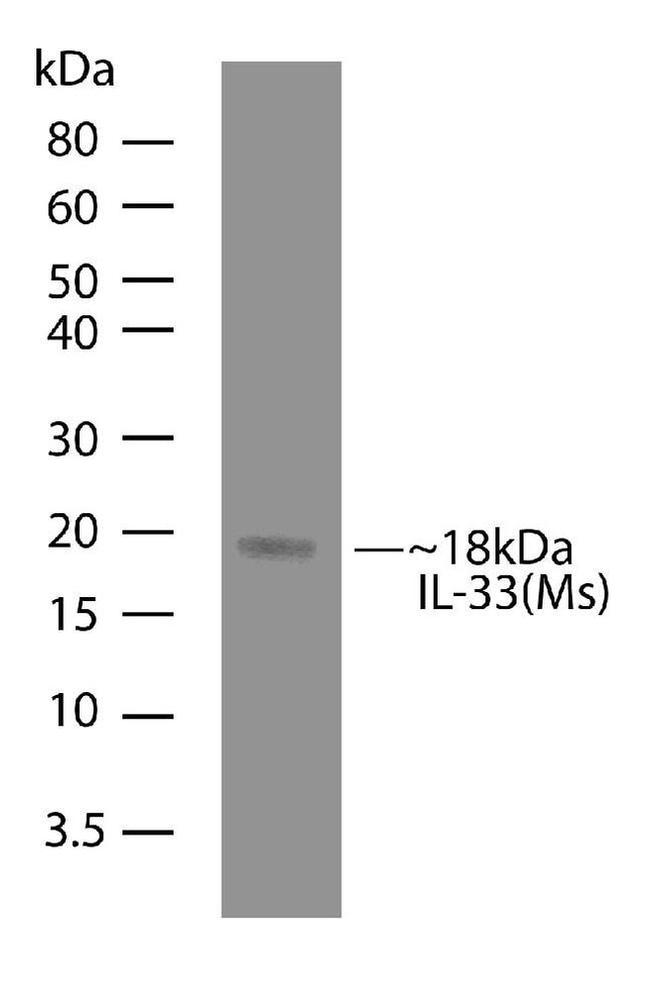 IL-33 Antibody in Western Blot (WB)