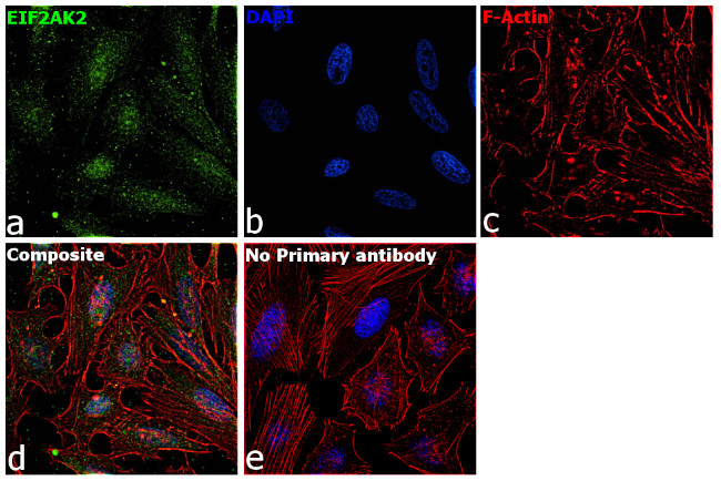 PKR Antibody in Immunocytochemistry (ICC/IF)