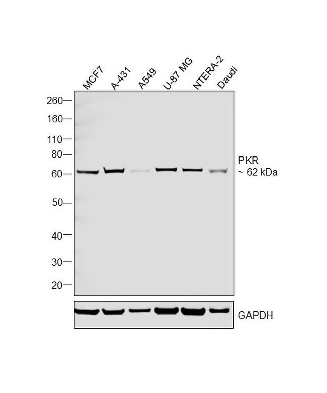 PKR Antibody in Western Blot (WB)