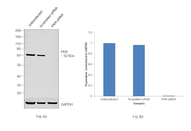 PKR Antibody