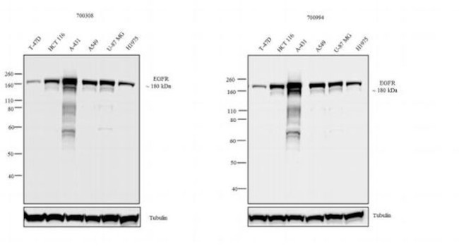 EGFR Antibody