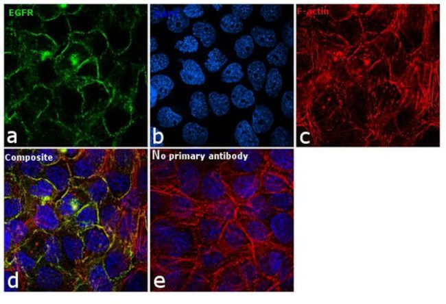 EGFR Antibody in Immunocytochemistry (ICC/IF)