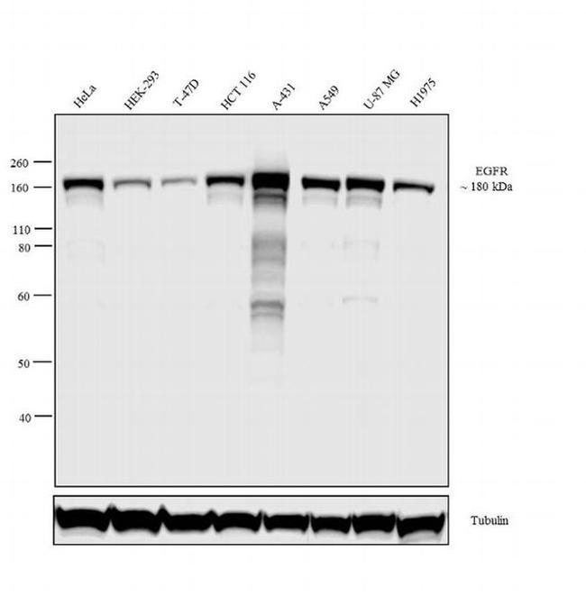 EGFR Antibody in Western Blot (WB)