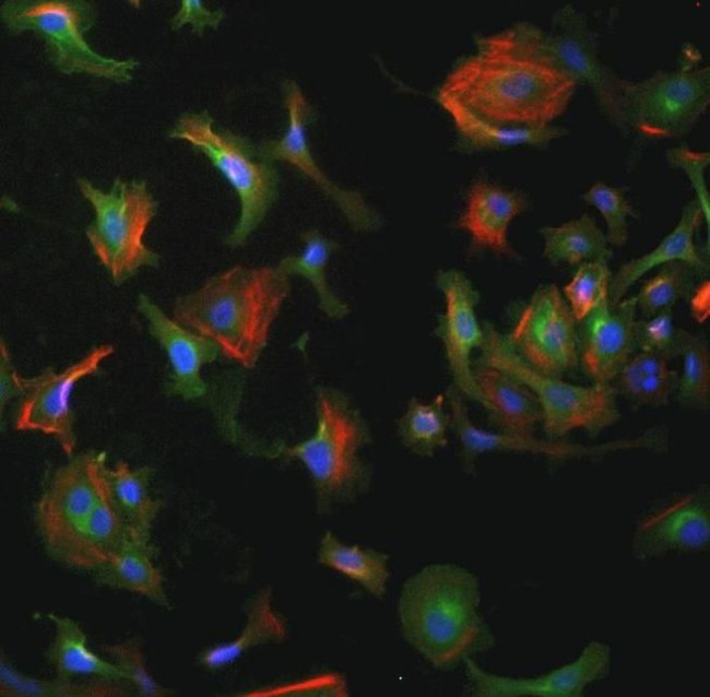 EGFR Antibody in Immunocytochemistry (ICC/IF)