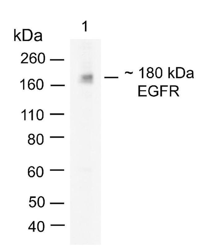 EGFR Antibody in Western Blot (WB)