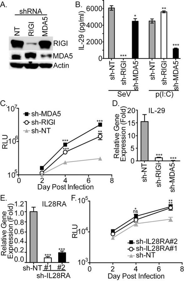 MDA5 Antibody