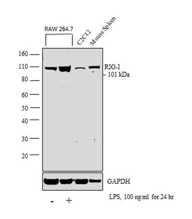 RIG-I Antibody in Western Blot (WB)