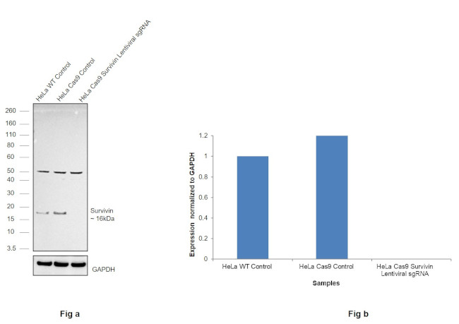 Survivin Antibody