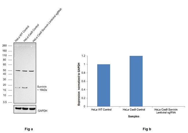 Survivin Antibody in Western Blot (WB)