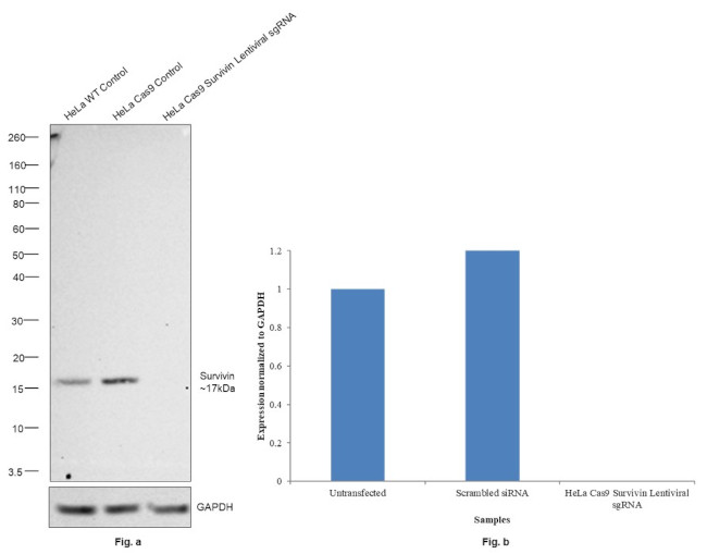 Survivin Antibody in Western Blot (WB)