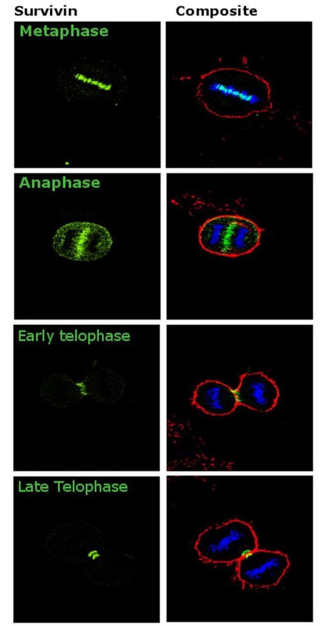 Survivin Antibody