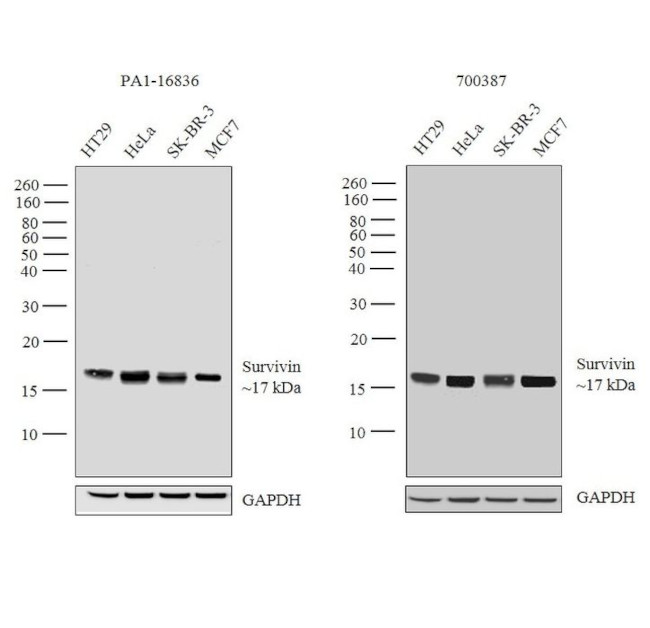 Survivin Antibody