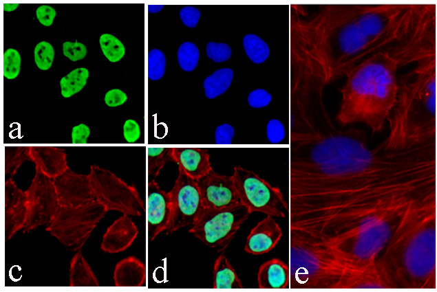 Survivin Antibody in Immunocytochemistry (ICC/IF)