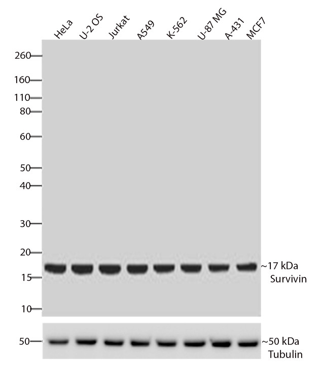 Survivin Antibody in Western Blot (WB)