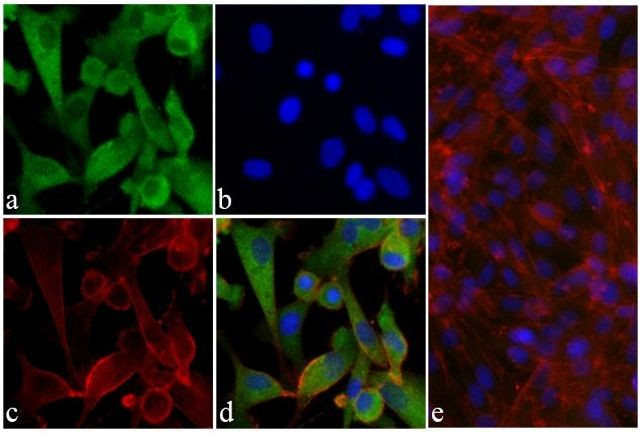 Phospho-AKT1 (Ser473) Antibody in Immunocytochemistry (ICC/IF)