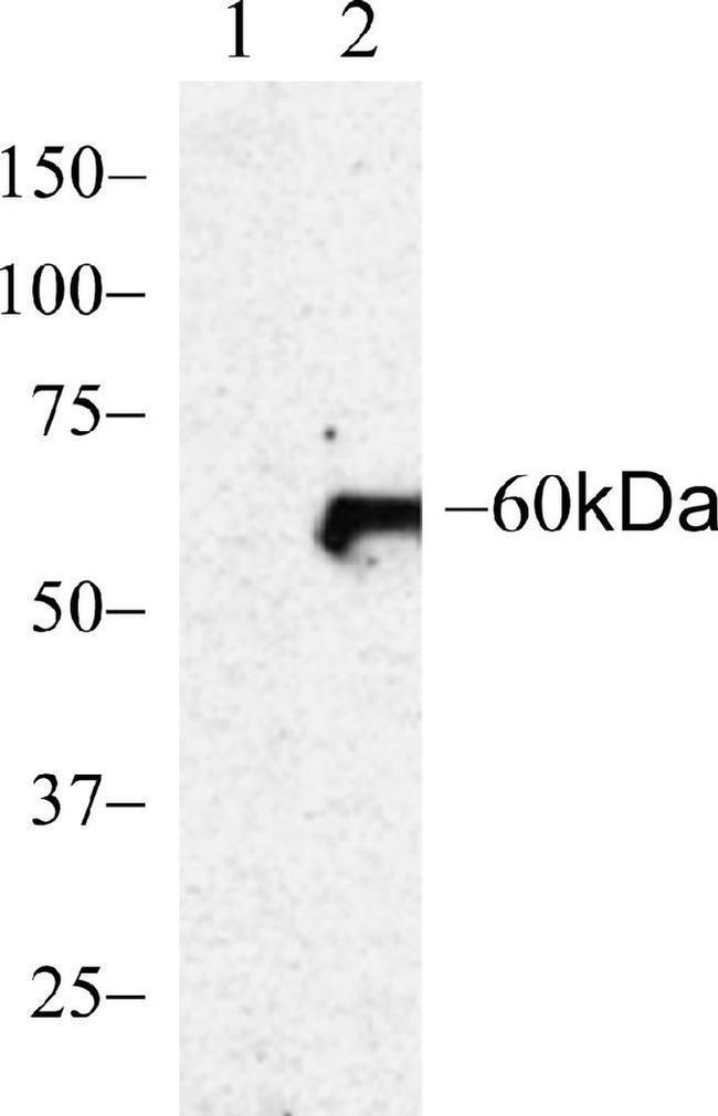 Phospho-AKT1 (Ser473) Antibody in Western Blot (WB)