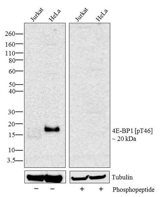 Phospho-4EBP1 (Thr46) Antibody in Western Blot (WB)