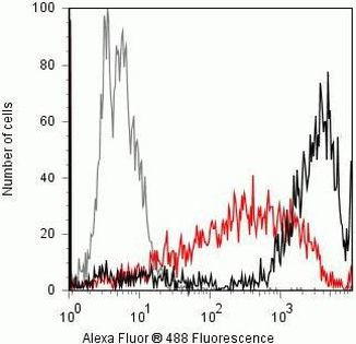 Phospho-p53 (Ser15) Antibody in Flow Cytometry (Flow)