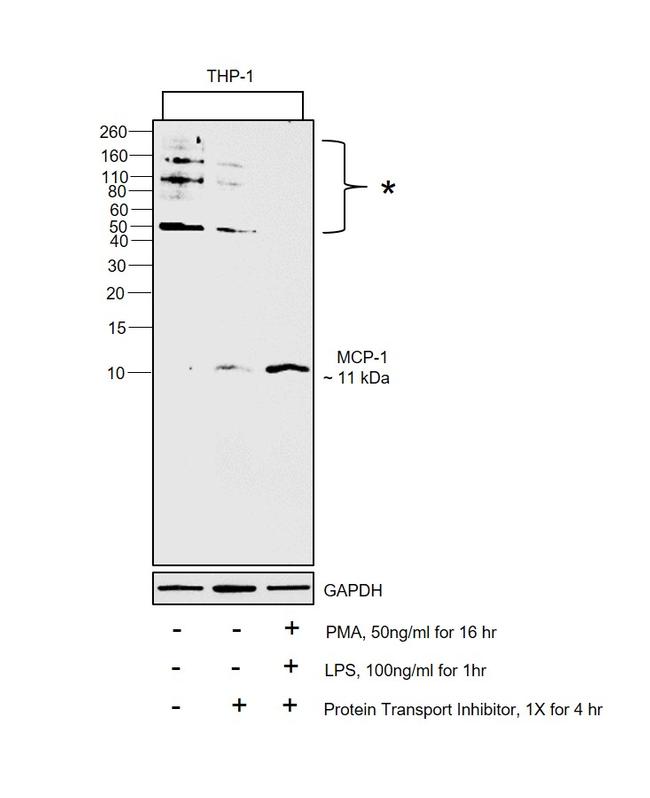 MCP-1 Antibody in Western Blot (WB)