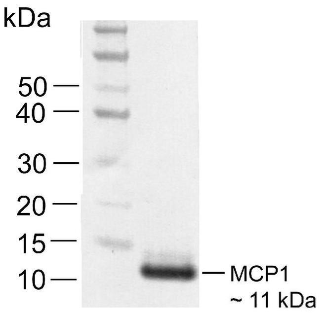 MCP-1 Antibody in Western Blot (WB)