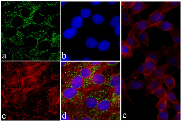 HIF1A Antibody in Immunocytochemistry (ICC/IF)