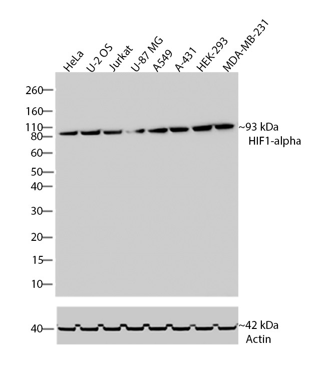 HIF1A Antibody in Western Blot (WB)