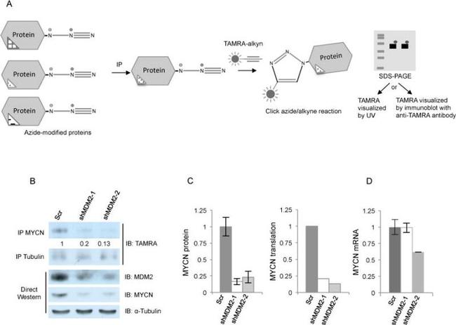 MDM2 Antibody in Western Blot (WB)