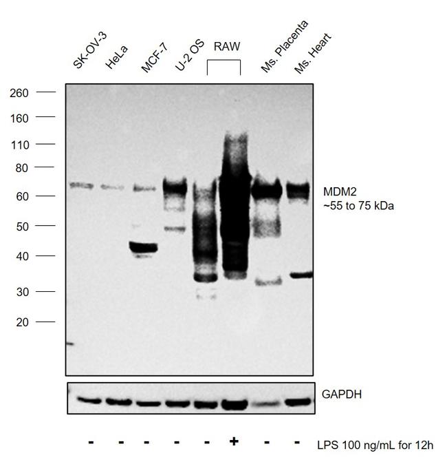 MDM2 Antibody in Western Blot (WB)