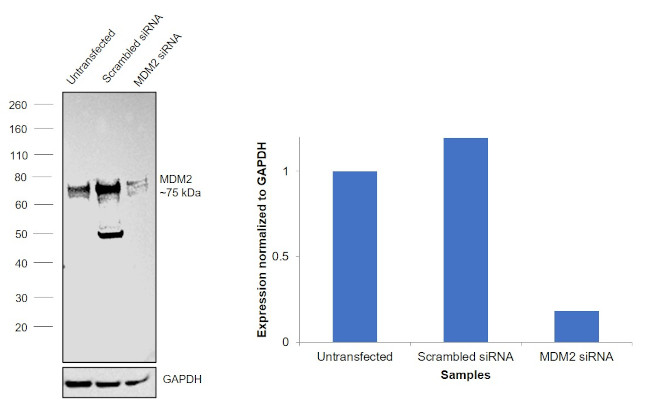 MDM2 Antibody