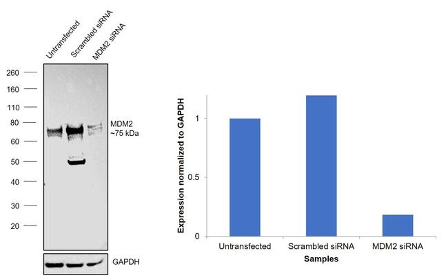 MDM2 Antibody in Western Blot (WB)