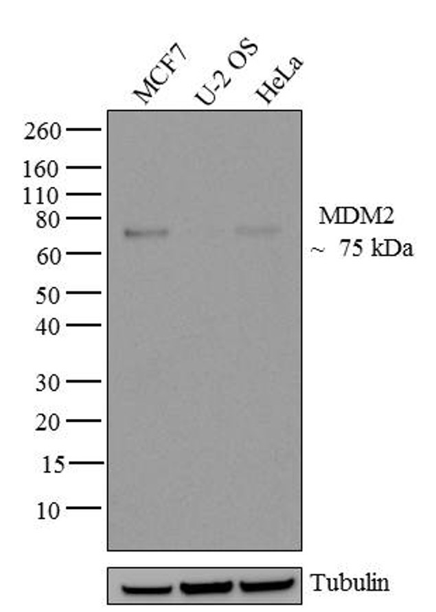 MDM2 Antibody in Western Blot (WB)