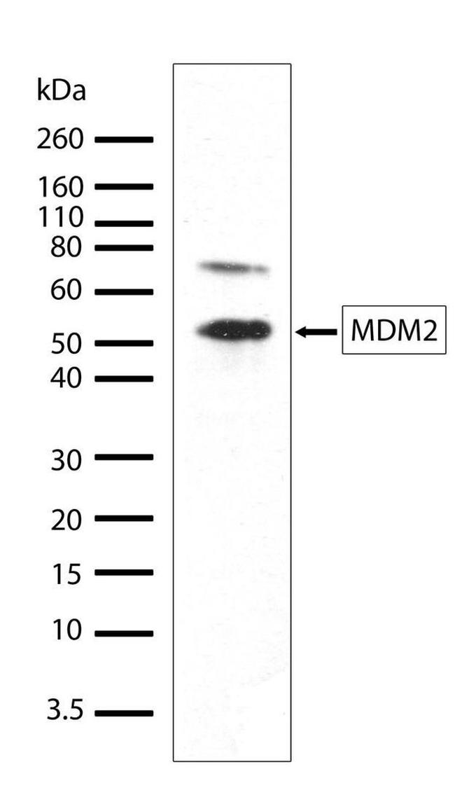 MDM2 Antibody in Western Blot (WB)