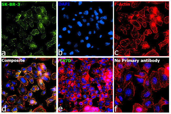 ErbB2 (HER-2) Antibody in Immunocytochemistry (ICC/IF)