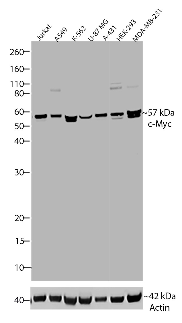 c-Myc Antibody in Western Blot (WB)