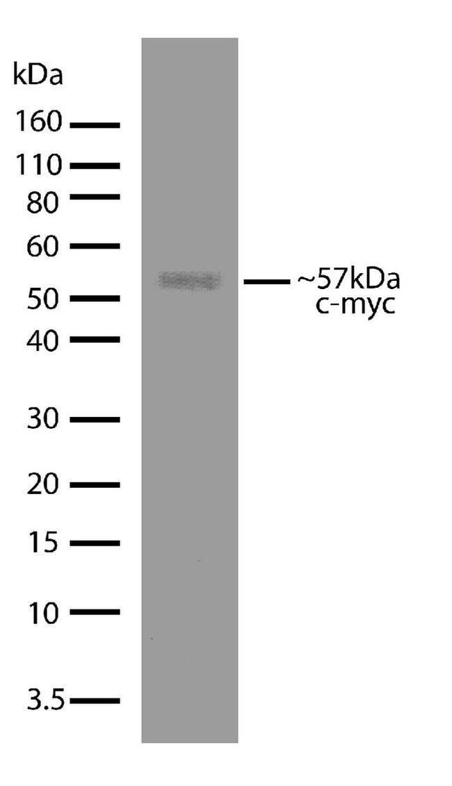 c-Myc Antibody in Western Blot (WB)