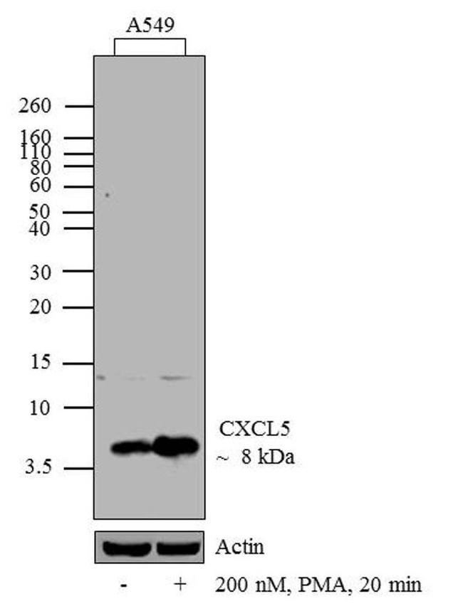 CXCL5 Antibody in Western Blot (WB)