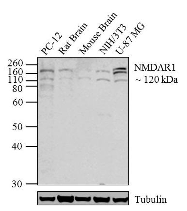 NMDAR1 Antibody in Western Blot (WB)