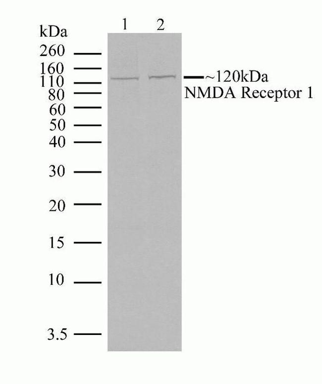 NMDAR1 Antibody in Western Blot (WB)