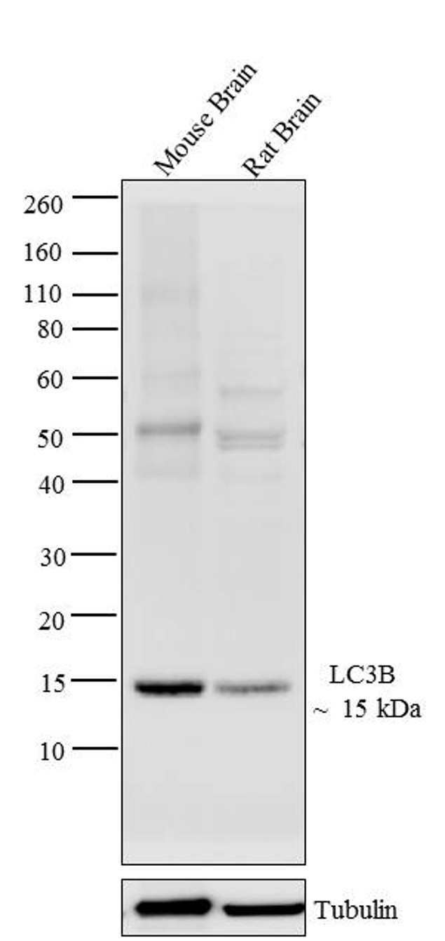 LC3B Antibody in Western Blot (WB)