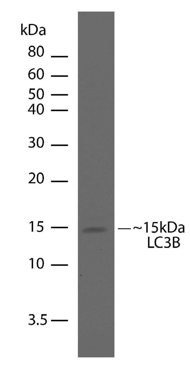 LC3B Antibody in Western Blot (WB)