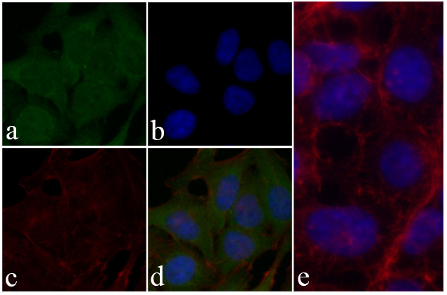 GST Tag Antibody in Immunocytochemistry (ICC/IF)