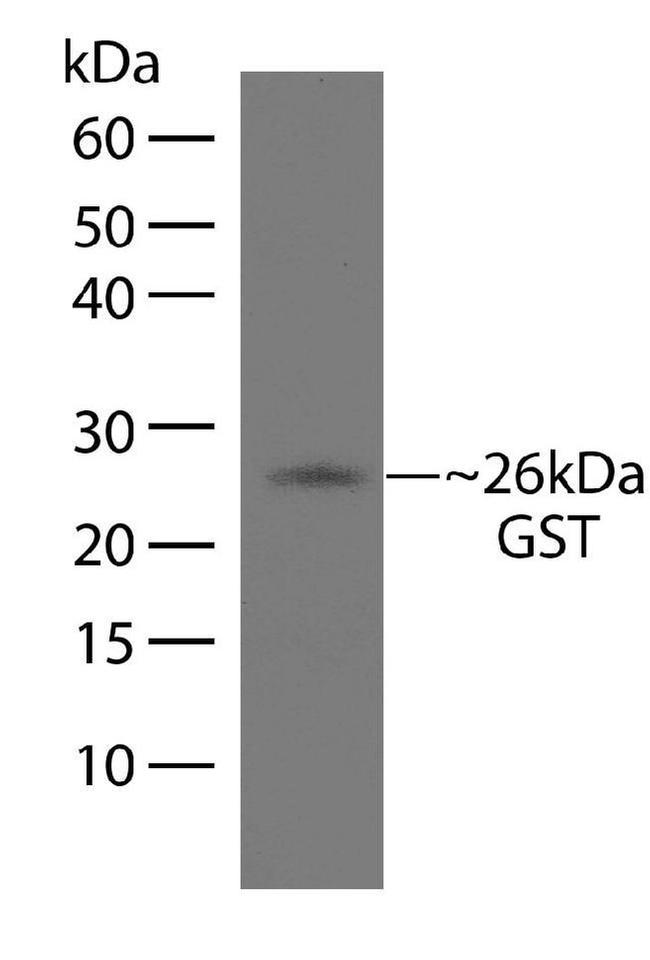 GST Tag Antibody in Western Blot (WB)