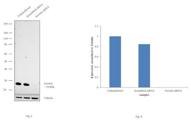 Securin Antibody in Western Blot (WB)