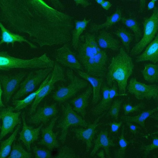 Securin Antibody in Immunocytochemistry (ICC/IF)