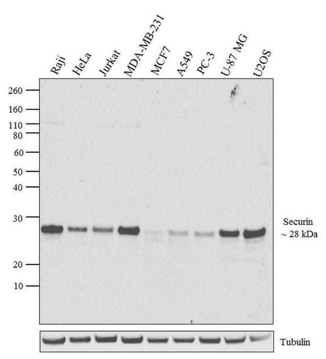 Securin Antibody in Western Blot (WB)