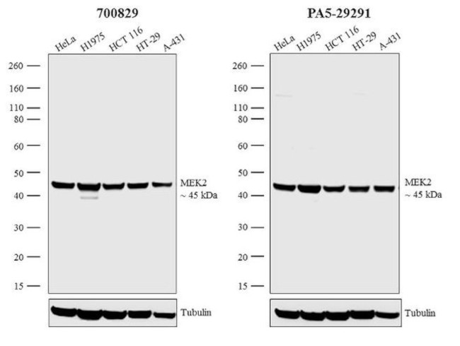 MEK2 Antibody