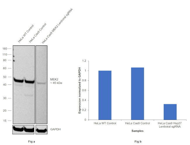 MEK2 Antibody in Western Blot (WB)